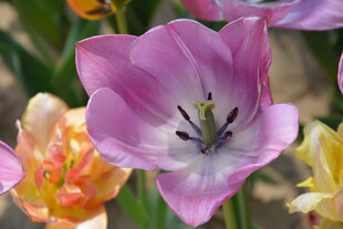 娇艳粉色郁金香绽放