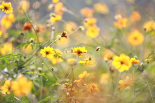春日灿烂金鸡菊绽放