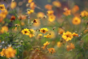 烂漫野菊花绽放于天地间