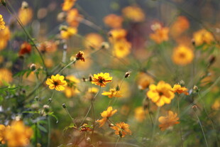 灿烂绽放的黄色野花