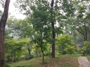 林间小道 静谧自然景致