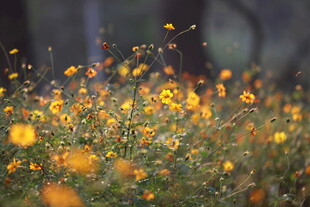 野外绽放的灿烂黄色小花