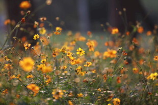 烂漫野花绽放于原野