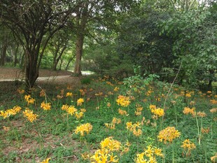 林间绽放的灿烂黄色小花