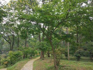 林间小径 绿荫环绕的惬意