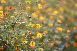 金黄野花绽放的美丽景致