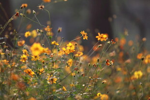 野外绽放的灿烂黄色小花