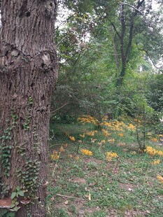 林间大树旁的烂漫黄花