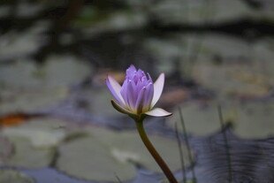 水中绽放的美丽紫睡莲