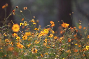 林间绽放的绚烂黄色小花