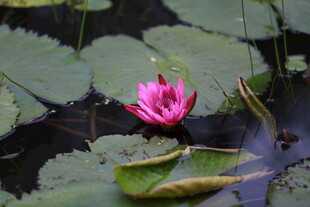 水中绽放的娇艳粉色睡莲