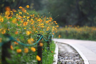 路边盛开的绚烂小黄花