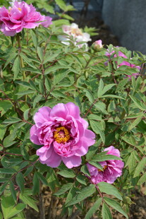 娇艳盛开的粉色牡丹花