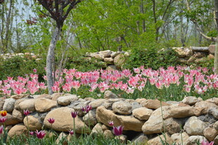 石畔烂漫盛开的粉色花丛