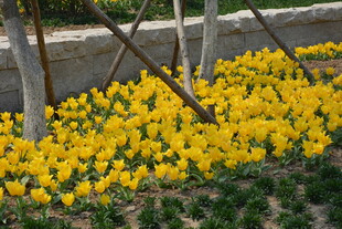 金黄花丛装点春日景致