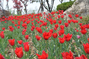 烂漫红郁金香花海
