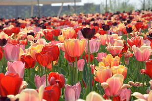 多彩郁金香花海绽放