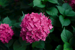 娇艳粉色绣球花绽放