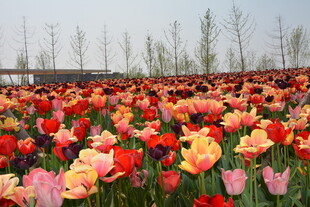 多彩郁金香花海美景