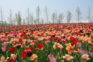 五彩斑斓的郁金香花田