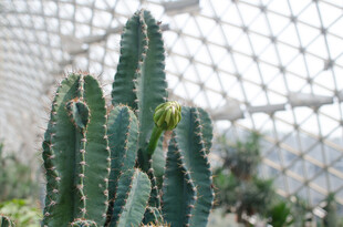 温室中的多株仙人掌