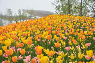 绚烂郁金香花海美景