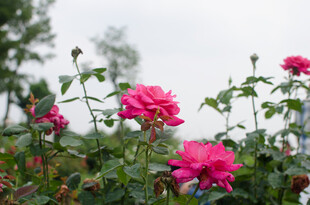 娇艳盛开的粉色月季花