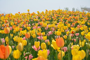 绚烂郁金香花海