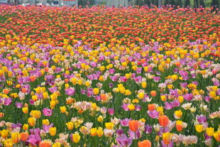 五彩斑斓郁金香花海