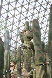 温室中的高大仙人掌景观