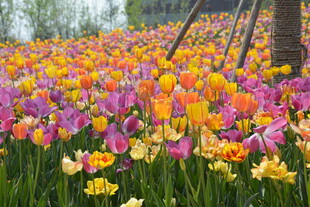 多彩郁金香花海绽放