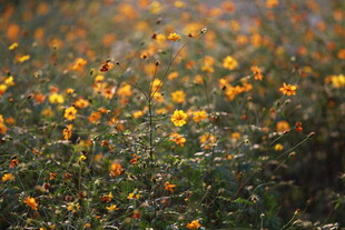金黄小花盛开的美丽景致