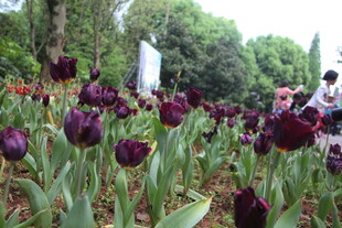 紫色郁金香花丛中的游人