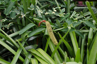 绿叶丛中的独特红色植物