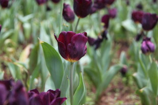 深紫色郁金香绽放美景