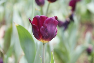 深紫色郁金香绽放