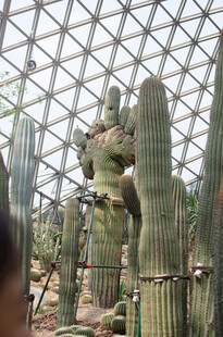 温室中的高大仙人掌景观