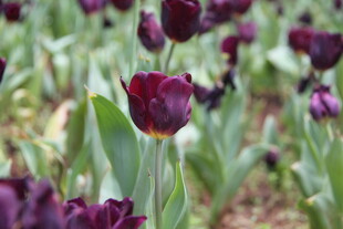 紫色郁金香花丛美景