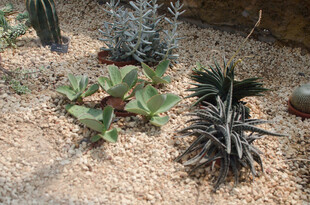 多样仙人掌植物景观
