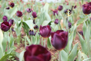 紫色郁金香花海