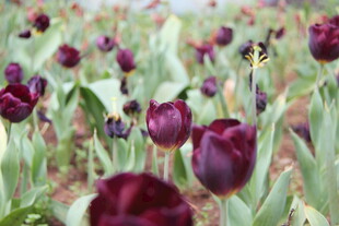 紫色郁金香花海美景