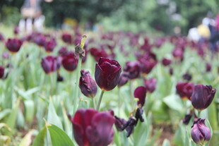 紫郁金香花海美景