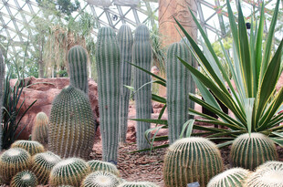 多样仙人掌植物景观