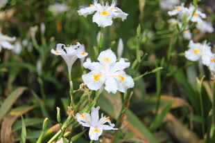 白色鸢尾花绽放于草丛