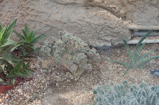 多样多肉植物景观