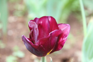 深紫红色郁金香特写