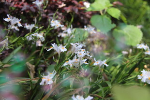 清新小花绽放绿意间