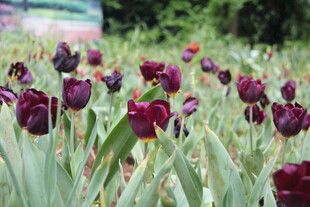 紫色郁金香花海