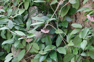 绿叶藤蔓间的粉色小花