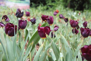 紫色郁金香花海美景